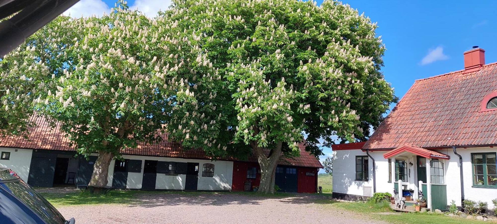 Lantligt Och Lugnt Boende Naera Natur Och Stad Svedala Eksteriør billede
